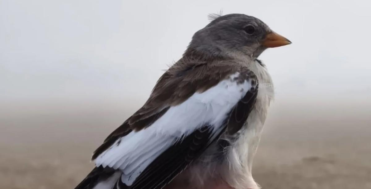 Un dels exemplars anellats de pardal d'ala blanca