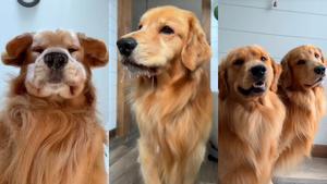 El dueño de dos golden retriever cuenta los problemas de tener esta raza en casa en un divertido vídeo