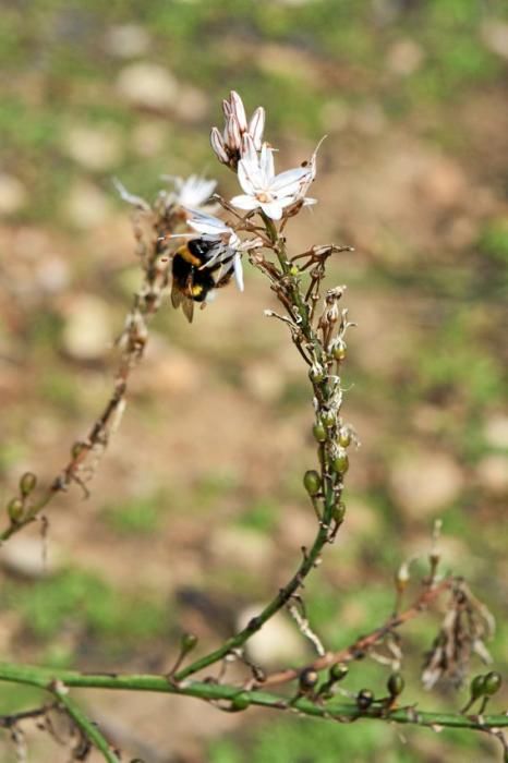 Schafherde, Baumplantage und Paradies für Insekten: zu Besuch bei Jaume Seguí und seinen 18 Hektar Bioland bei Capdellà