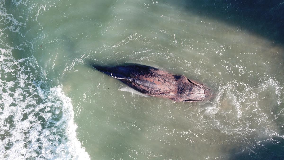 Vara en Tavernes de la Valldigna la ballena de 25 toneladas avistada en Mallorca