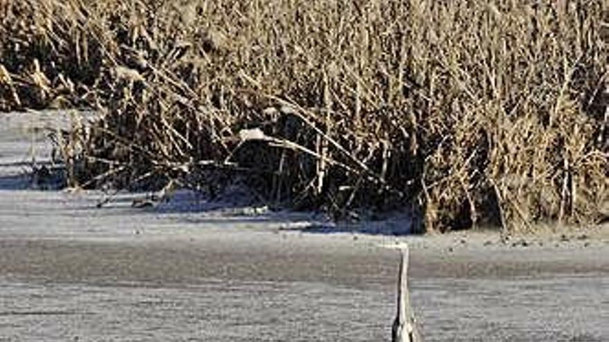 Una garza se pasea sobre el hielo en el Curtidero.