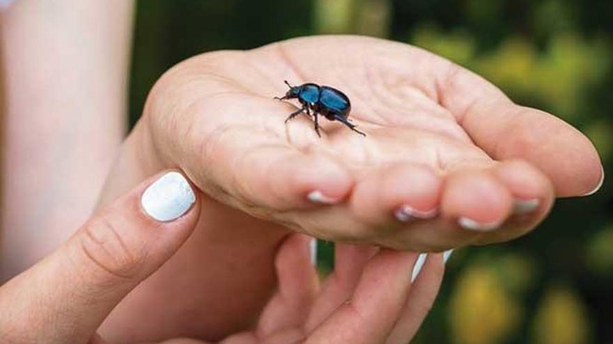 ¿Qué nos pasa con los insectos?