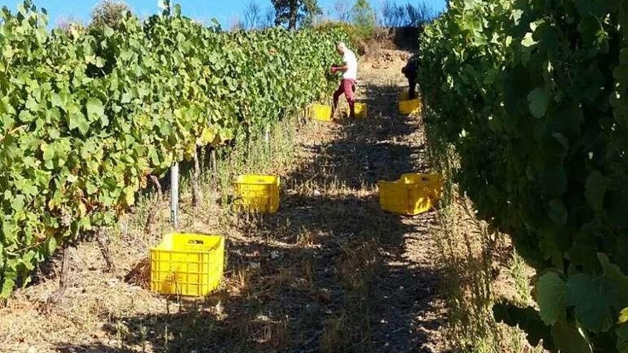 Un par de trabajadores, cosechando uva en Vilamartín. // FdV