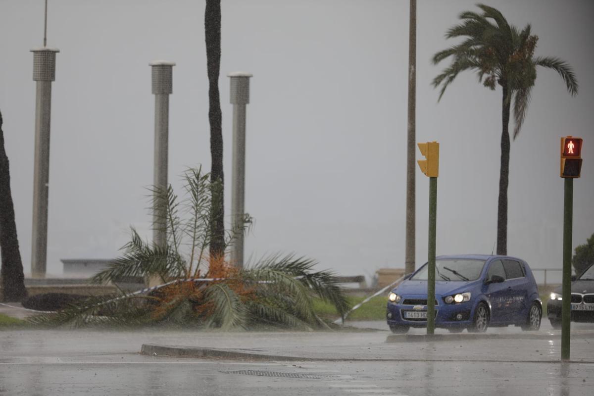 FOTOS │Una intensa tormenta barre Mallorca FOTOS │Una intensa tormenta barre Mallorca