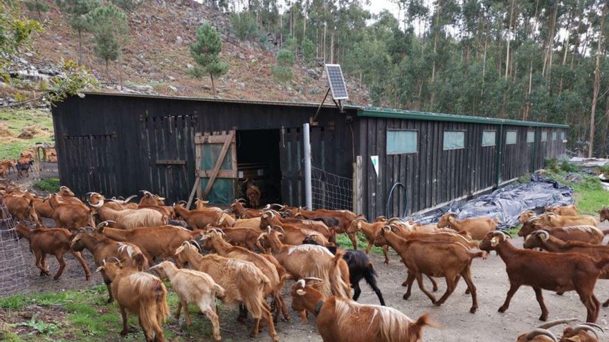 La nave, cuando acogía a las cabras. | Santos Álvarez
