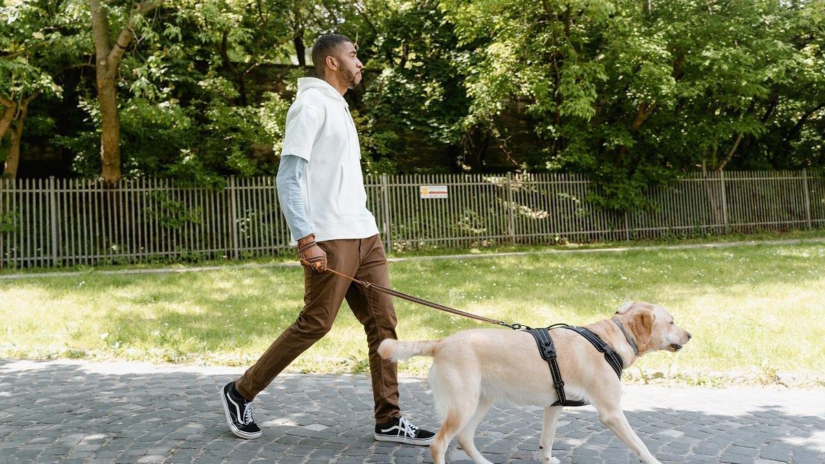 Esto le pasará a tu perro si no lo sacas a pasear todos los días