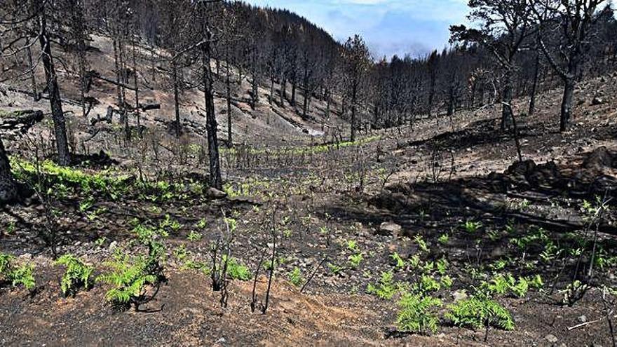 Los helechos comienzan a brotar entre la tierra quemada del pinar próximo al mirador de Las Palomas, en Valleseco.