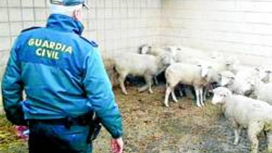 Diez detenidos por cinco robos de ovejas en varias explotaciones
