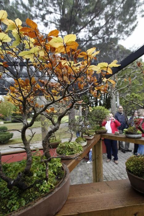 Visita guiada a la colección de bonsai en el Museo Evaristo Valle
