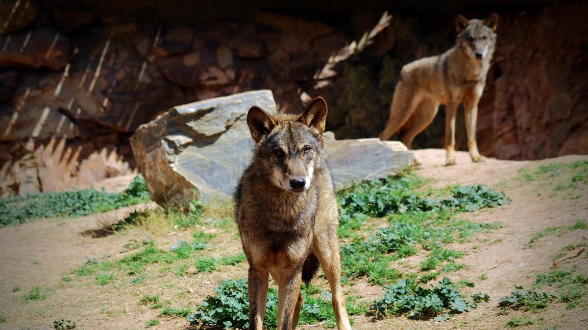 Ejemplares de lobo ibérico