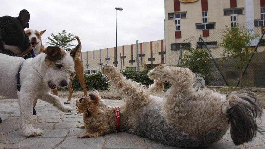 El registro de los datos de los perros es voluntario y los dueños tienen seis meses desde ayer.