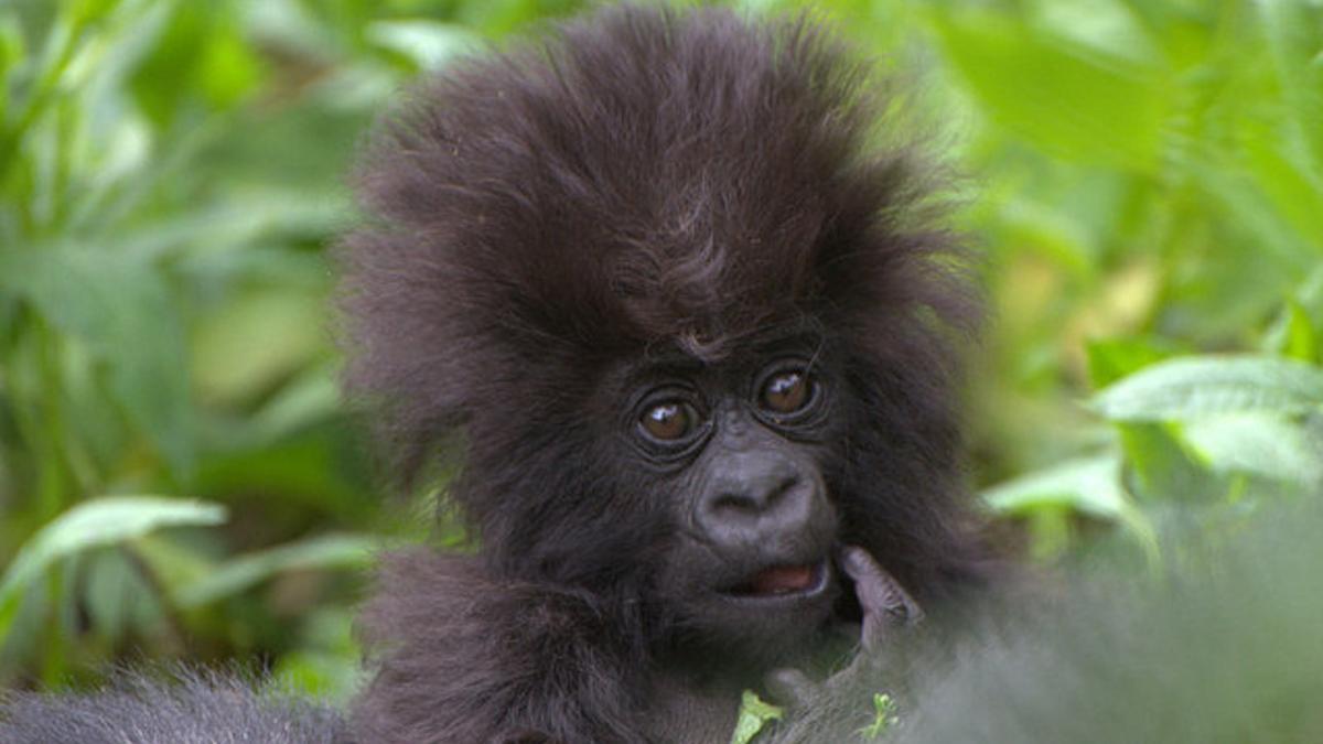 Un gorila de montaña recién nacido, en el Parque Nacional de los Volcanes de Ruanda.