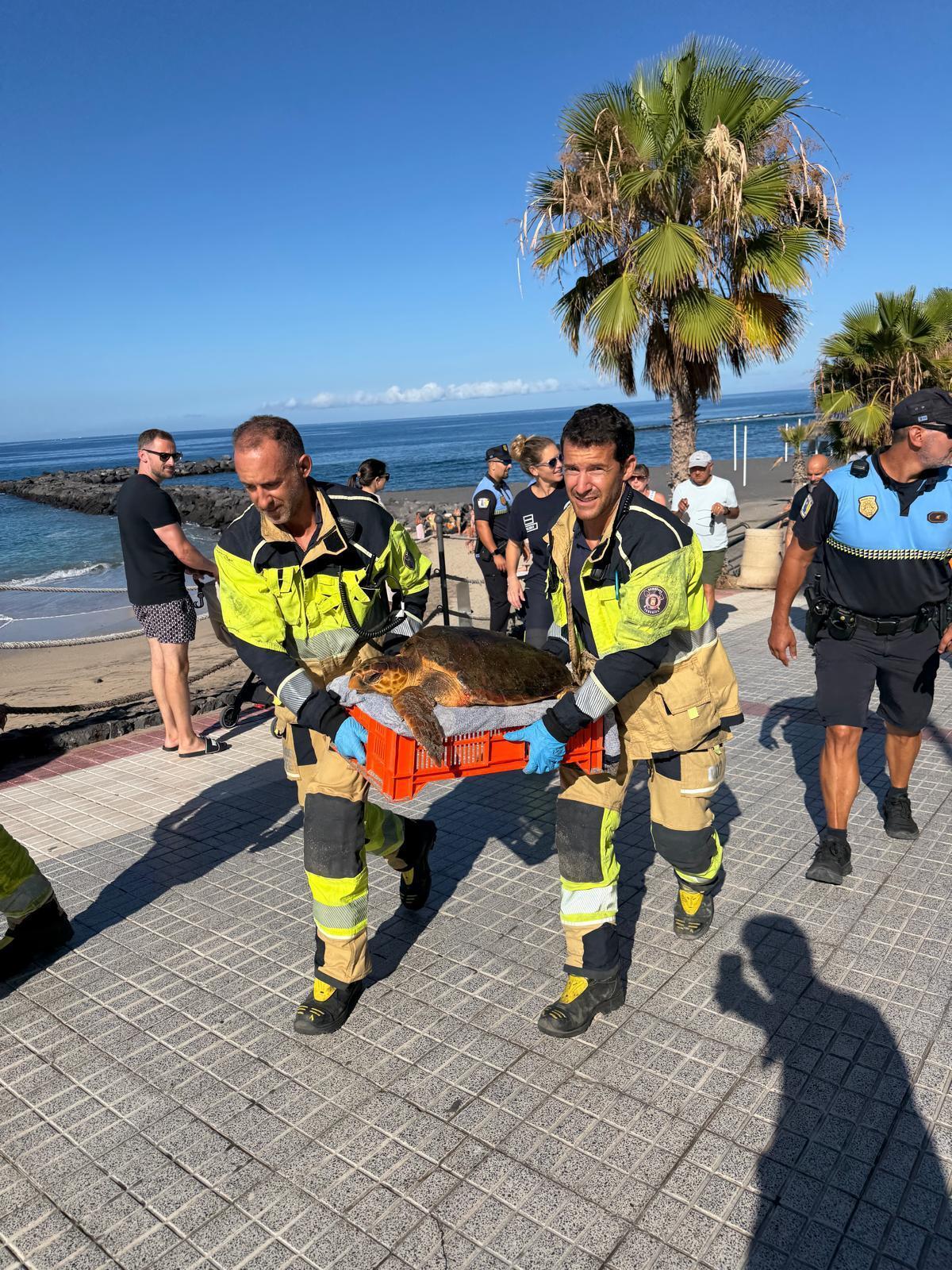 Rescatan una tortuga boba en Adeje