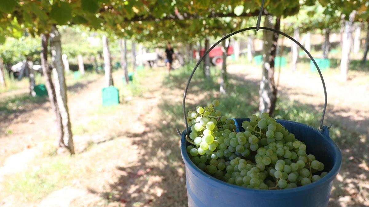 Viticultores de Rías Baixas reclaman investigación por precios y condiciones de compra en la vendimia