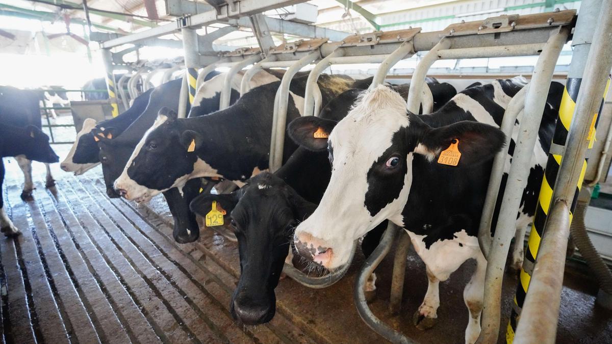 Vacas de leche en el proceso de ordeñado en Pozoblanco.