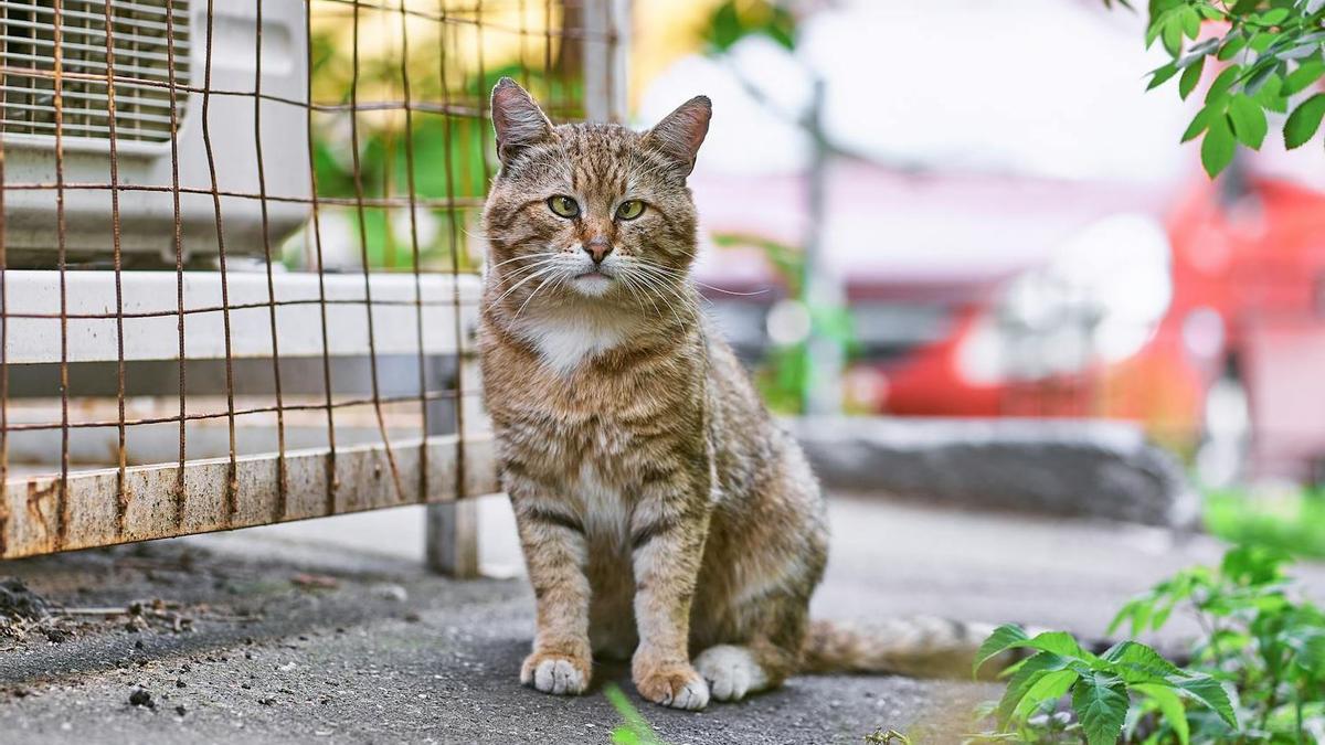 Gato comunitario en Ibiza