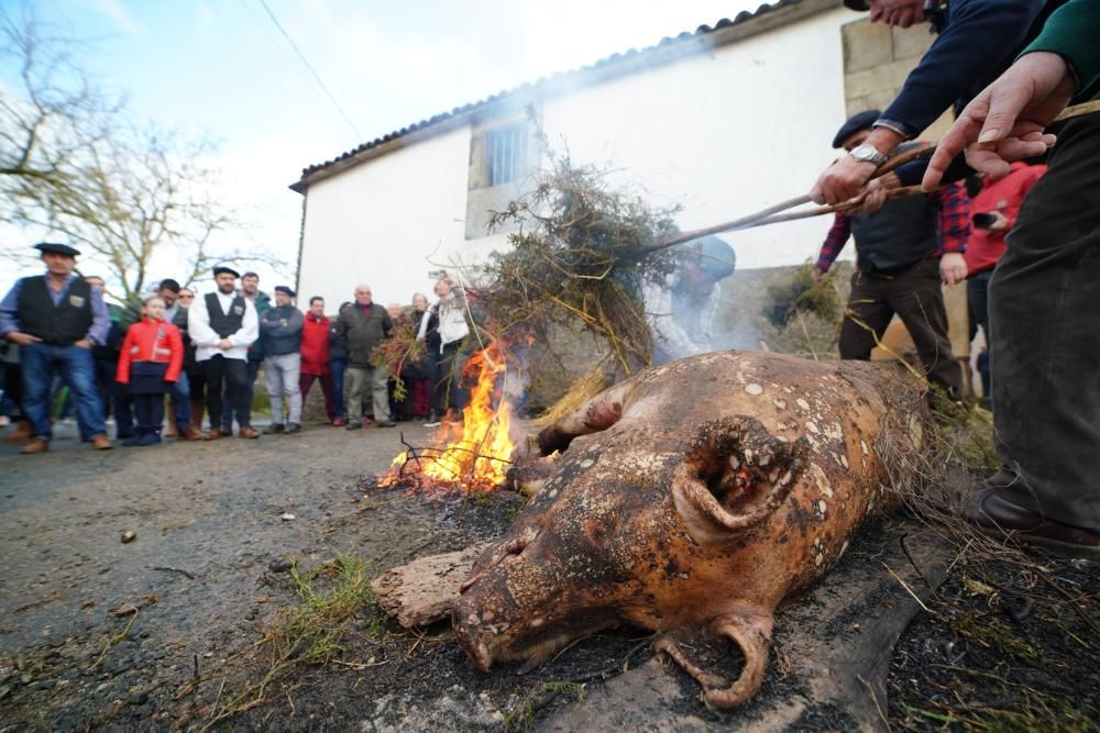 Donsión celebra por todo lo alto su Matanza Tradicional do Porco