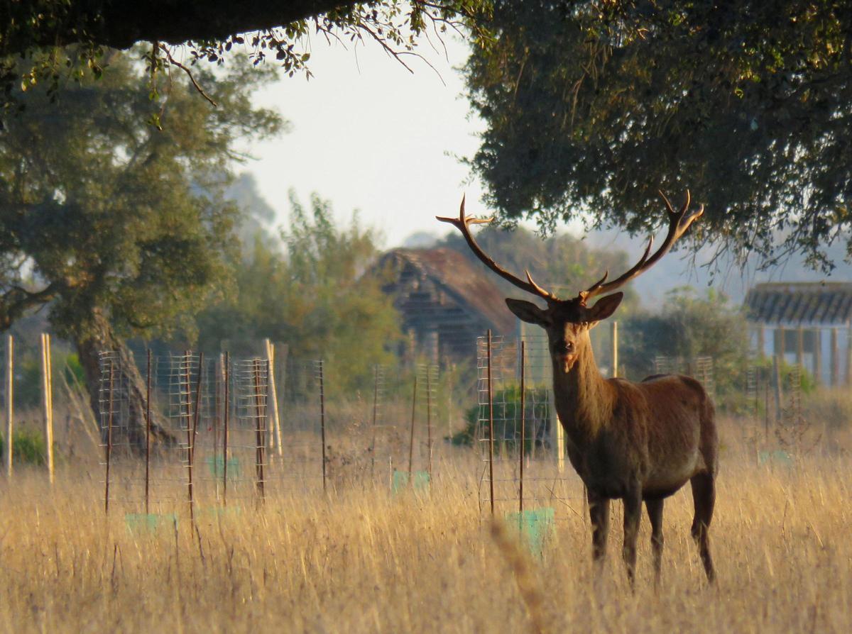 Un ciervo en el Parque Nacional de Doñana.