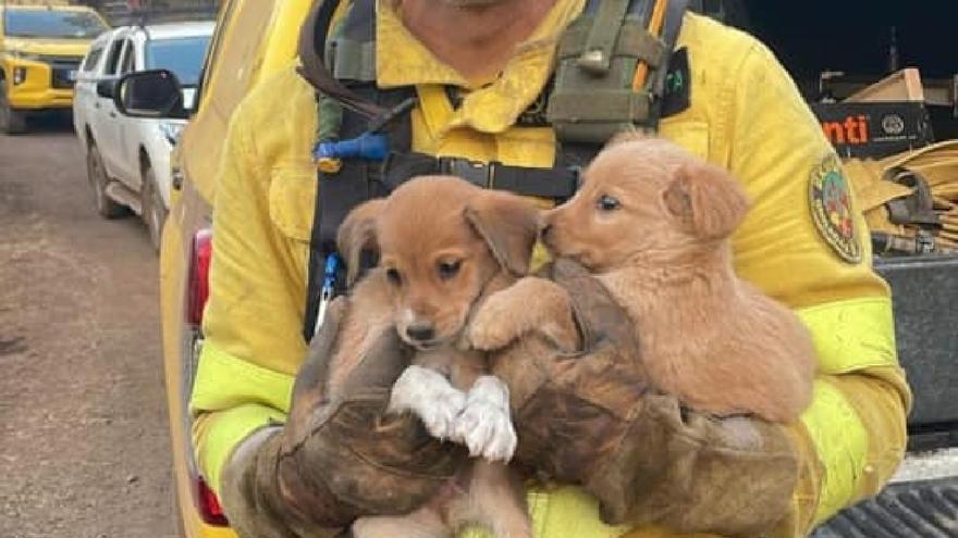 Salvan la vida a dos cachorritos en el incendio de Tenerife