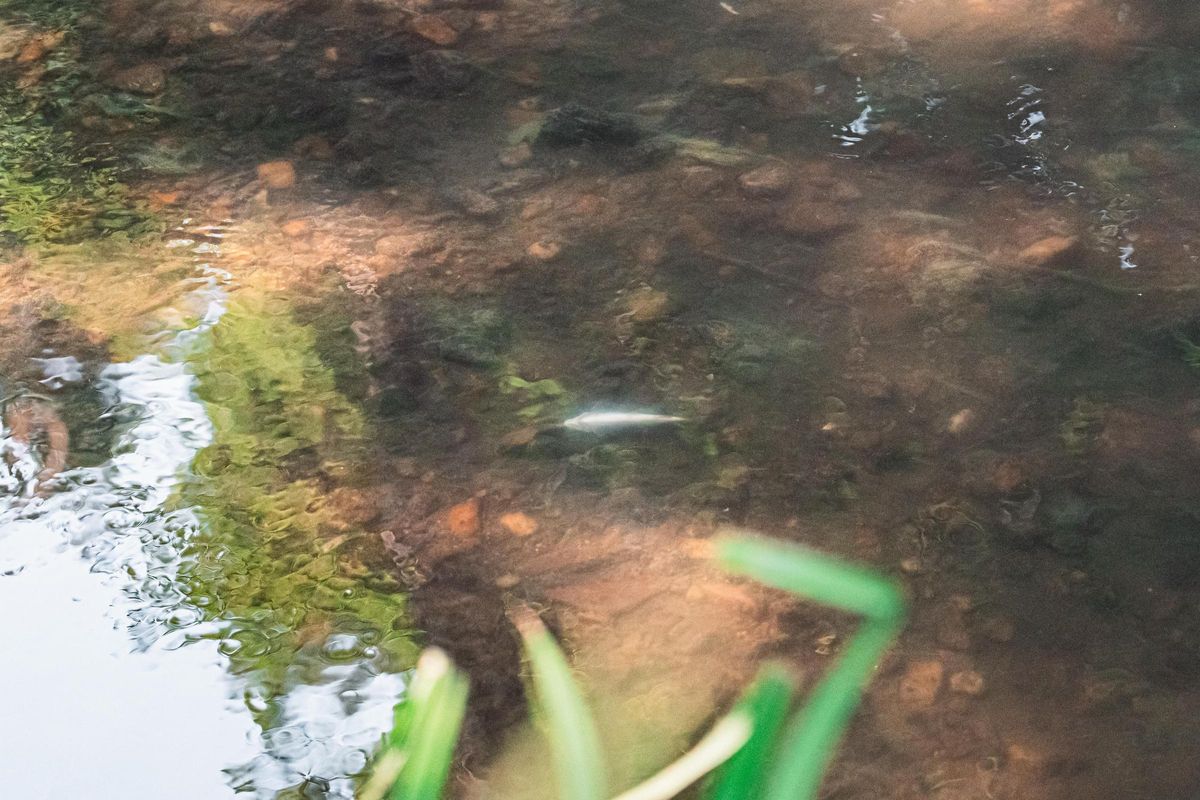 Un pez muerto en el río Lagares de Vigo tras un vertido por la avería de un tanque de tormentas.