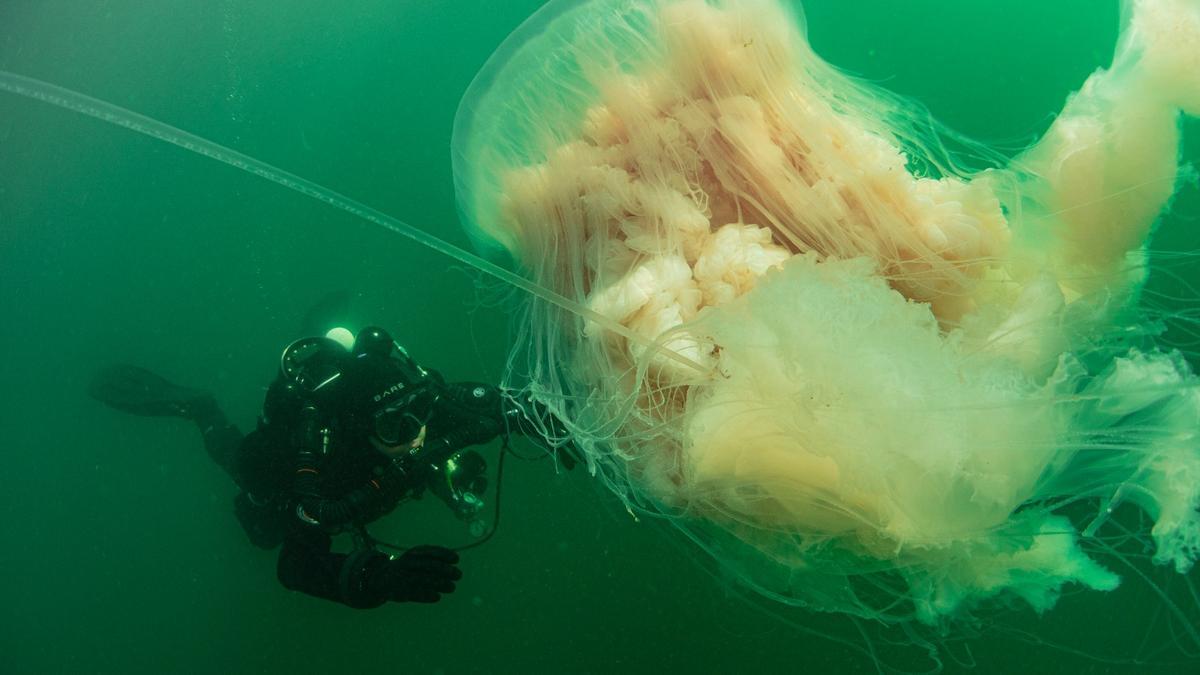 Así fue el encuentro con una medusa gigante en la ría de Vigo