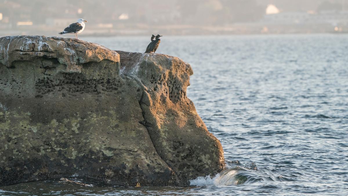Gaviotas y cormoranes moñudos descansando en las rocas del litoral.