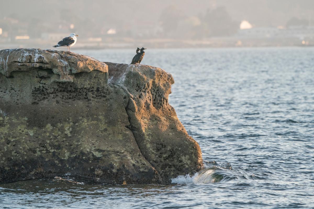 Gaviotas y cormoranes moñudos descansando en las rocas del litoral.