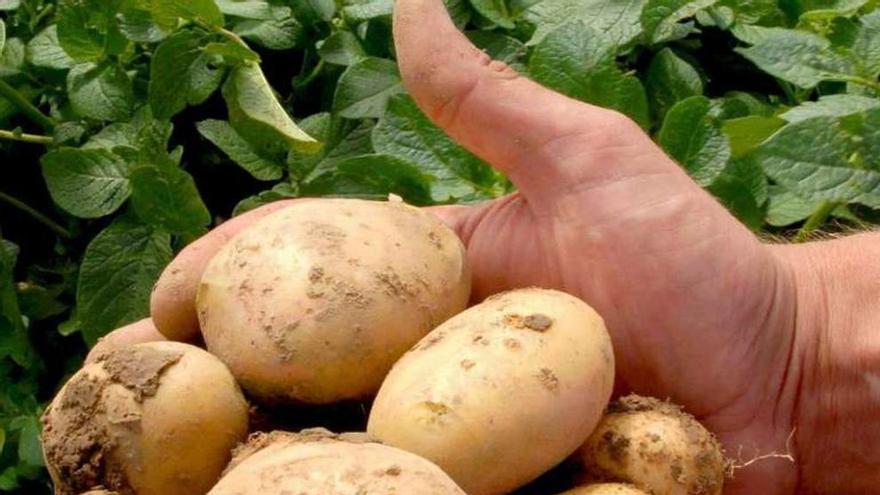 Un agricultor muestra las patatas recogidas. Foto L. O. Z.