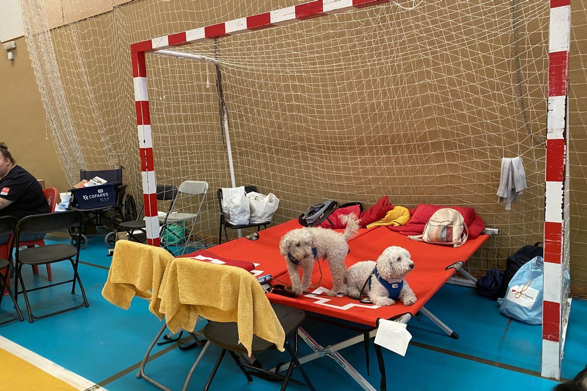 Vecinos desalojados de localidades próximas en el polideportivo de Villa del Prado, este martes. La Comunidad de Madrid ha superado las 2.000 atenciones sanitarias a ciudadanos evacuados a polideportivos de otros municipios o confinados en los propios por los incendios forestales de la región y está repartiendo 52.000 mascarillas FFP2 de forma gratuita en los municipios afectados. Según ha informado este martes el Gobierno regional, los servicios de Urgencia de Atención Primaria (Puntos de Atención Continuada), ya suman 913 asistencias, y hoy han abierto hoy sus puertas los centros de Villa Del Prado, San Martín de Valdeiglesias, Pelayos de la Presa y Santa María de la Alameda. EFE/Sol Carreras