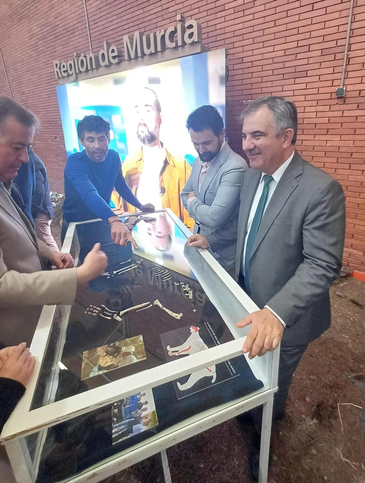 La vitrina en la que se encuentra expuesta la réplica del lince.