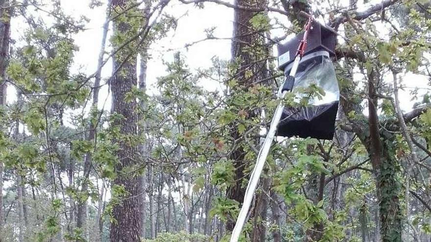 Protegen contra la procesionaria a los perros de A Toxa