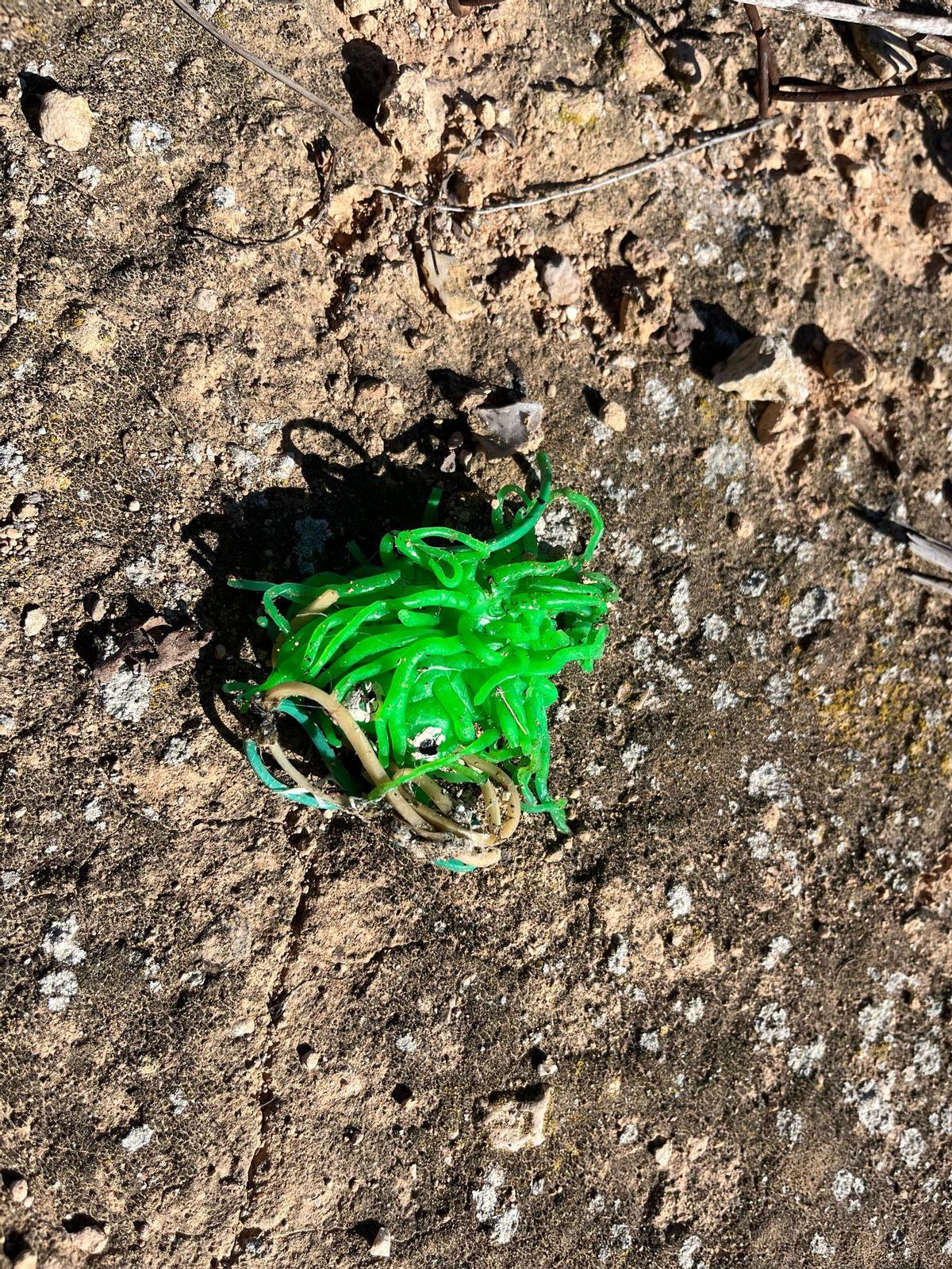 Vómito de una de las aves con gomas y plásticos en el Clot de Galvany