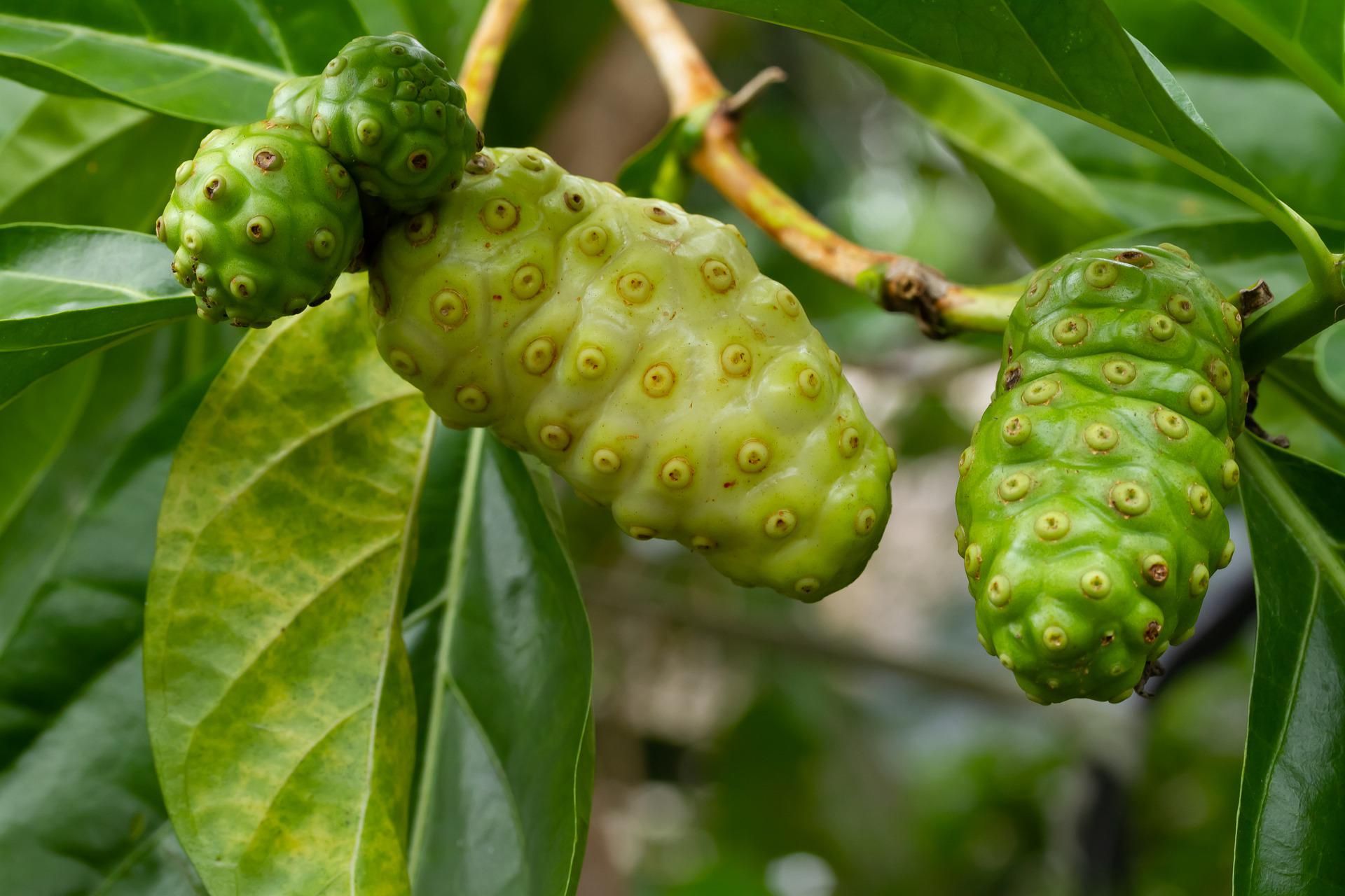 Una rama de noni