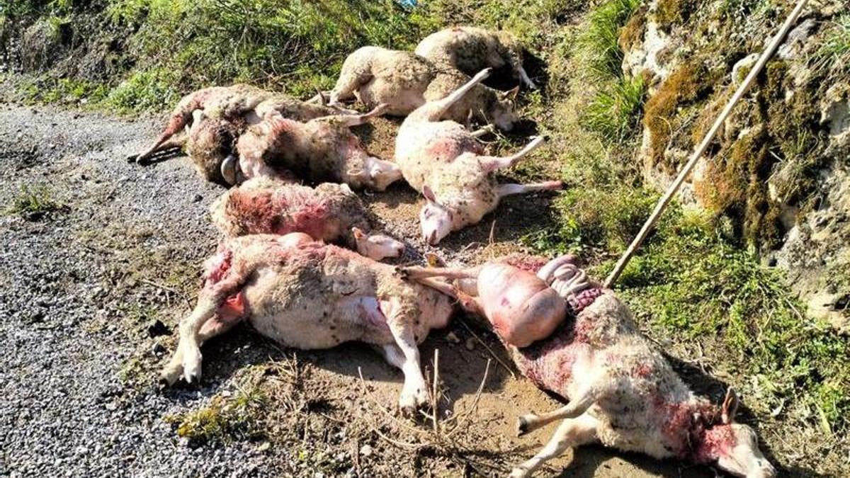 Ocho ovejas muertas por ataques de lobos en Pelúgano.