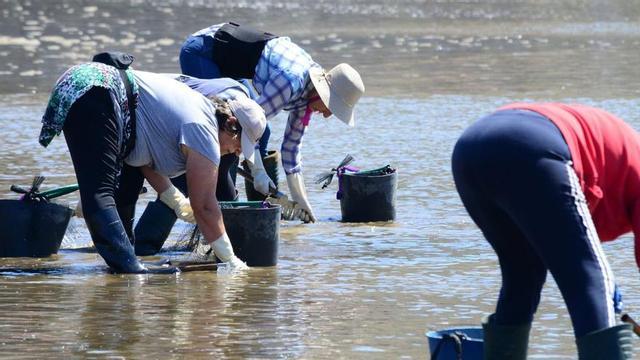 Mariscadoras trabajando esta semana en la playa de A Xunqueira.