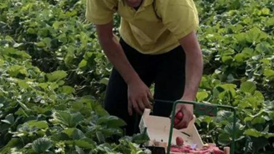 Un trabajador recoge fresas.