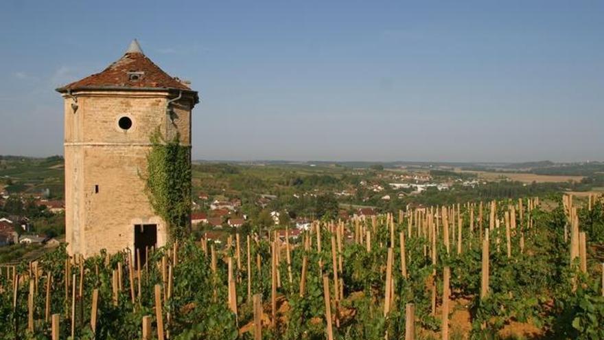 Viñedo de Jura, vin jaune, el vino amarillo francés