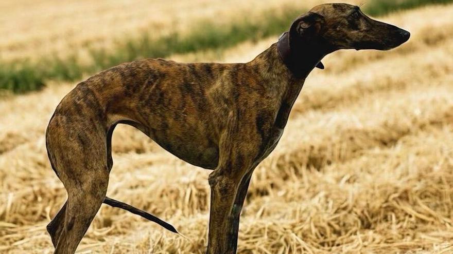 Sandy de Lafervet, del club Baltuana. | LOZ