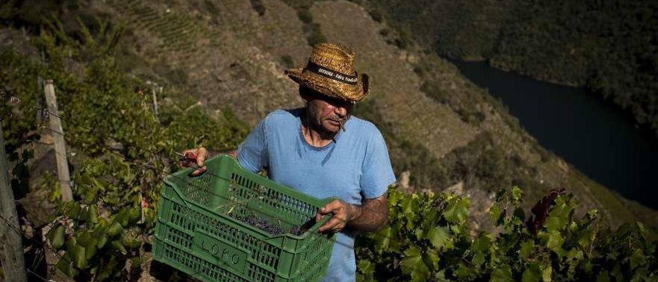 Dos hombres trabajan en una viña en vertical, sobre el Cañón del Sil, en la zona de Amandi, en el municipio lucense de Sober. // Fotografías: Brais Lorenzo