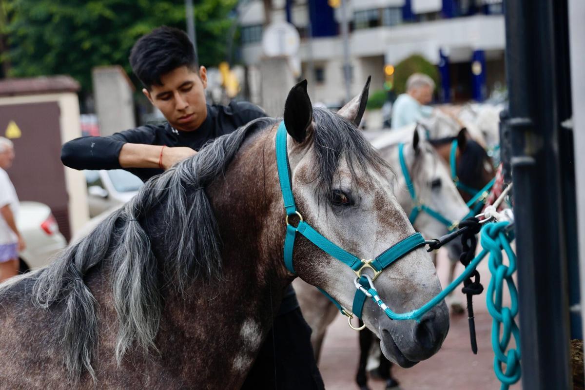 El Bibio, reportaje con los caballos de rejones. Cómo los preparan para la corrida El Bibio, reportaje con los caballos de rejones. Cómo los preparan para la corrida
