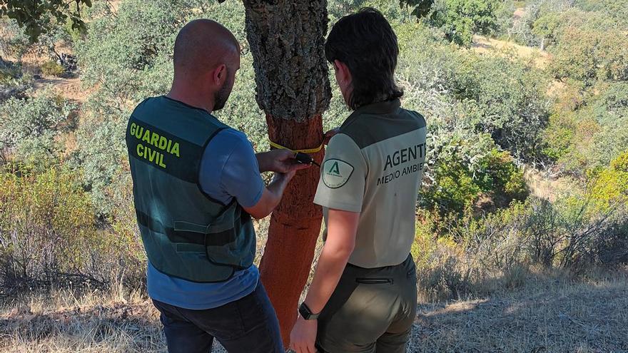 Investigan en Villanueva del Duque a un hombre por extraer corcho sin permiso y causar daños a un alcornocal protegido