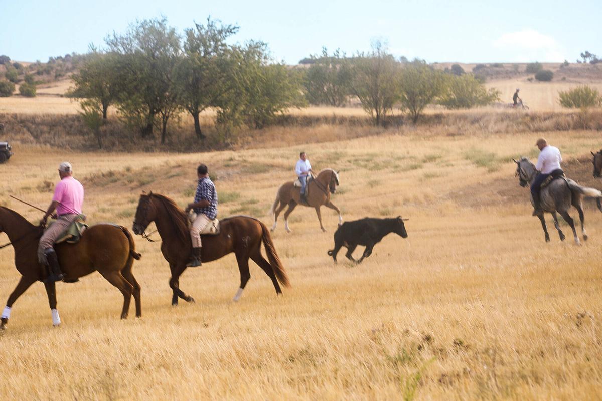 Zamora. Encierro campero en Jambrina Zamora. Encierro campero en Jambrina