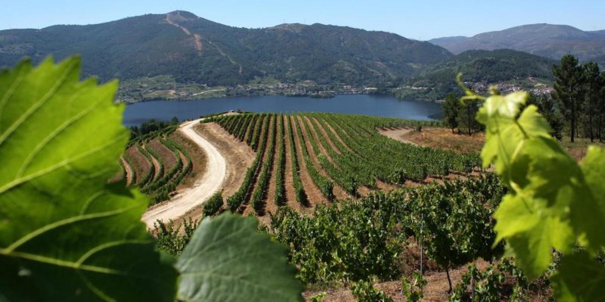 Viñedos en O Ribeiro, con el Miño al fondo.