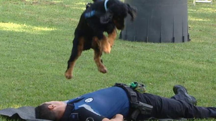 Poncho, el perro policía que sabe hacer reanimaciones cardiopulmonares