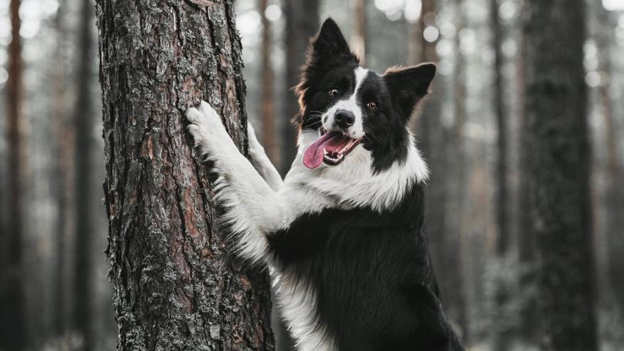 Cómo pasear a tu perro para evitar la procesionaria