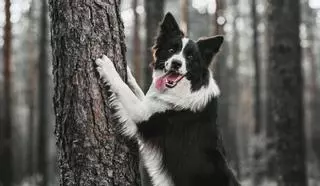 Cómo pasear a tu perro para evitar la procesionaria