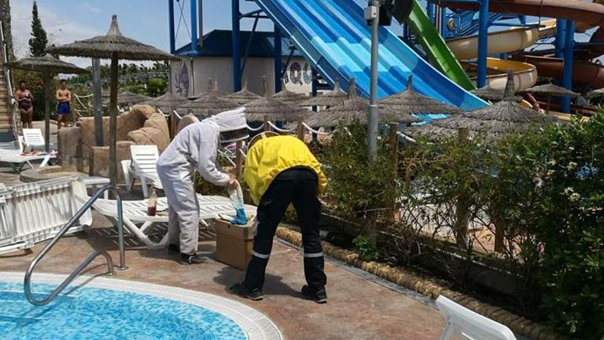 Los bomberos retiran el enjambre en el Camping La Marina