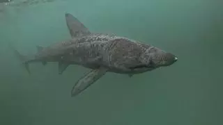 El hijo de Karlos Arguiñano se encuentra un tiburón de cuatro metros en la playa de Zarautz