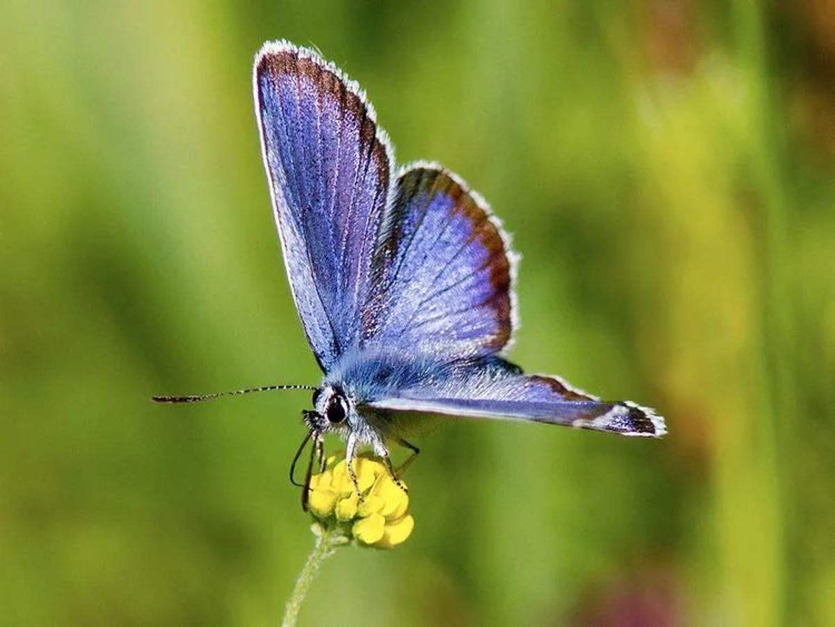 Esta especie de mariposa también queda protegida