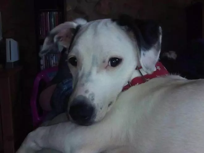 Vols adoptar un llebrer?